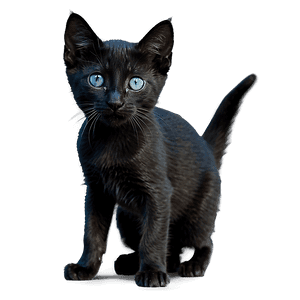 Black Kitten PNG 88 PNG image with transparent background