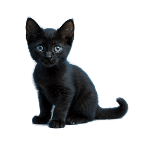 Black Kitten PNG ncs PNG image with transparent background