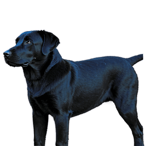 Black Labrador PNG 19 PNG image with transparent background