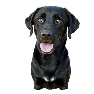 Black Labrador PNG agb47 PNG image with transparent background