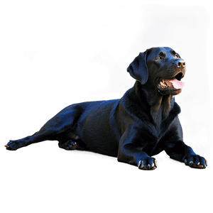 Black Labrador PNG ayk65 PNG image with transparent background