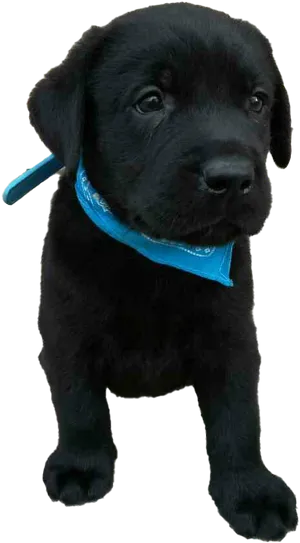 Black Labrador Puppy Blue Collar PNG Image