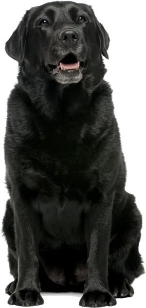 Black Labrador Retriever Sitting PNG Image