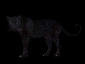 Black Leopard In Darkness PNG image with transparent background