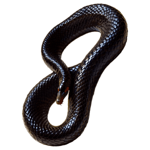 Black Mamba Snake PNG 44 PNG image with transparent background