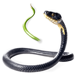 Black Mamba Snake PNG 50 PNG image with transparent background