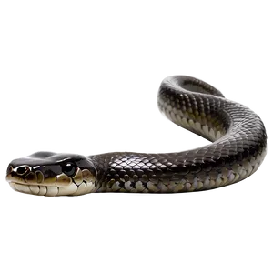 Black Mamba Snake Png Dfo PNG Image