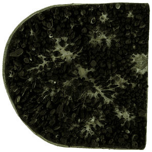 Black Mold PNG 20 PNG