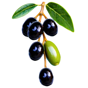 Black Olives On Branch Png Fnx99 PNG Image