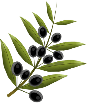 Olive Branch Transparent Background, HD Png Download PNG with transparent background
