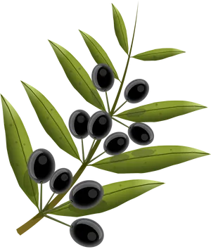 Black Oliveson Branch Illustration PNG Image