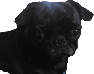 #pug #blackpug #dog #cute #puppy #freetoedit - Black Pug Png Transparent, Png Download PNG image with transparent background