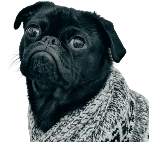 Black Dog Pug With Scarf, HD Png Download PNG image with transparent background