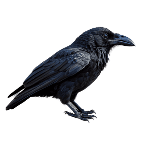 Black Raven Bird PNG 30 PNG image with transparent background