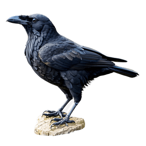 Black Raven Bird PNG dlp PNG image with transparent background