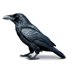 Black Raven Bird PNG mif PNG image with transparent background