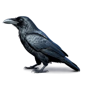 Black Raven Bird Png Mif PNG Image