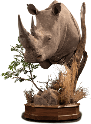 Black Rhinoceros, HD Png Download PNG image with transparent background