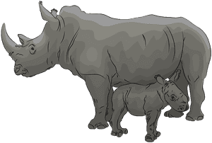 Black Rhinoceros, HD Png Download PNG image with transparent background