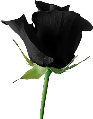 Black Rose Single Stem PNG Image