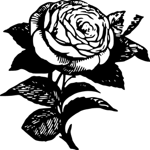 Black Rose Tattoo Transparent, HD Png Download PNG image with transparent background