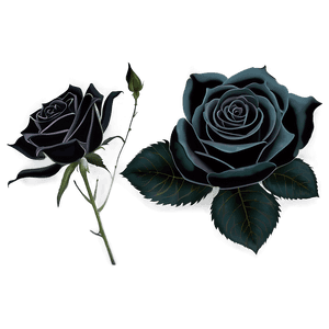 Black Roses PNG bnt PNG