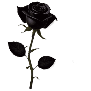 Black Roses PNG omh PNG
