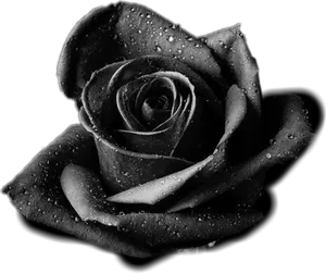 Black Rosewith Dew Drops.jpg PNG Image