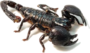 Black Scorpion Isolated Background PNG Image