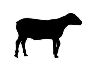 Black Sheep Silhouette PNG image with transparent background