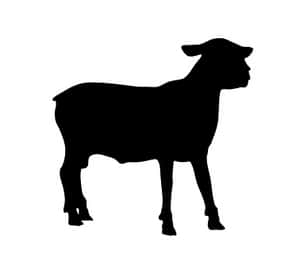 Black Sheep Silhouette PNG image with transparent background