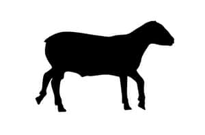 Black Sheep Silhouette PNG image with transparent background