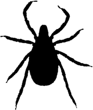 Black Ticks Insect Clipart Transparent Background - Weevil, HD Png Download PNG