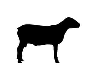 Black Silhouetteof Sheep PNG image with transparent background