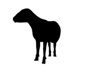 Black Silhouetteof Sheep PNG image with transparent background
