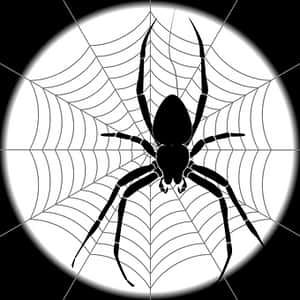 Black Spideron Web Graphic PNG image with transparent background