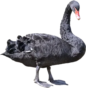 Black Swan Standing Profile PNG Image