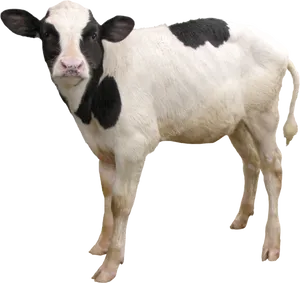 Black White Calf Standing PNG Image