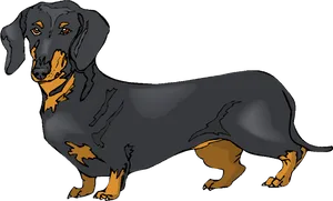 Blackand Tan Dachshund Illustration PNG Image