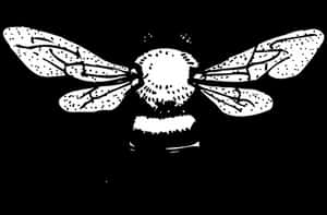 Blackand White Bee Illustration PNG image with transparent background