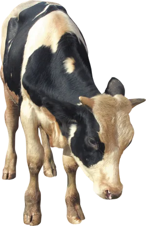 Blackand White Cow Grazing.png PNG Image