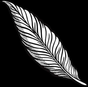 Turkey Feather Clipart Transparent Download Outline - Clip Art Feather, HD Png Download PNG image with transparent background