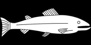 Blackand White Fish Illustration PNG image with transparent background