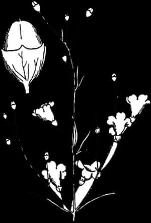 Blackand White Floral Silhouette PNG image with transparent background