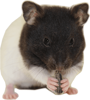 Hamster Download Transparent Png Image, Png Download PNG image with transparent background