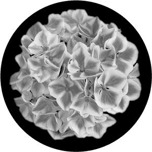 Transparent Hydrangea Png - Artificial Flower, Png Download PNG image with transparent background