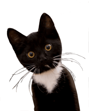 Tuxedo Black And White Kittens, HD Png Download PNG image with transparent background