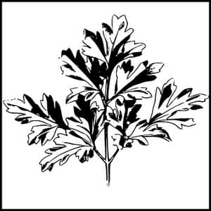 Blackand White Leaf Illustration PNG with transparent background