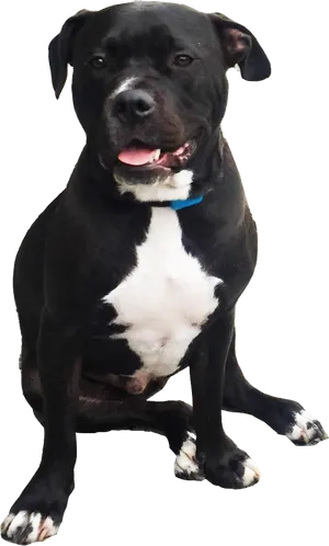 Blackand White Pitbull Dog Sitting PNG Image