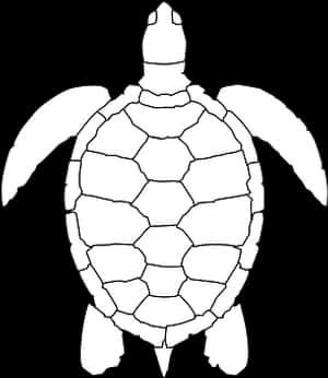Blackand White Turtle Graphic PNG image with transparent background